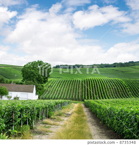 Vineyard landscape, Montagne de Reims, France 8735348