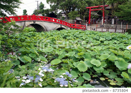 Aoi Aso Shrine (Lotus Pond) 8735804