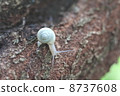 Larva snail 8737608
