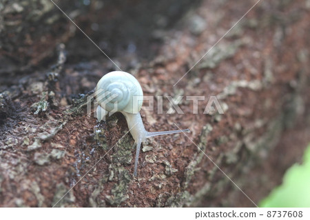 Larva snail Larva snail 8737608