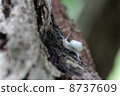 Snail larva 8737609