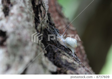 蝸牛幼蟲 蝸牛幼蟲 8737609