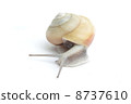 snails  8737610