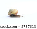 snails  8737613