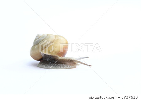 蝸牛 8737613