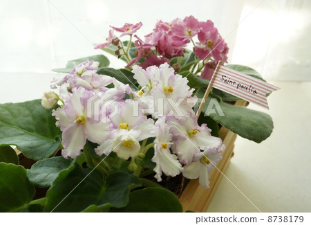 新加坡人在窗邊 8738179