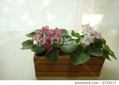 新加坡人在窗邊 8738237