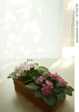 新加坡人在窗邊 8738239