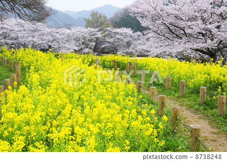 石階段古墓櫻桃樹和油菜花 8738248