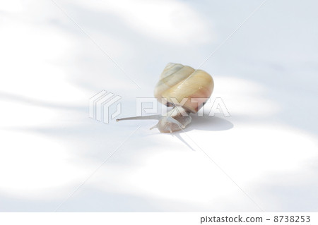 Walk in sunlight through sunlight Walk in sunlight through sunlight 8738253