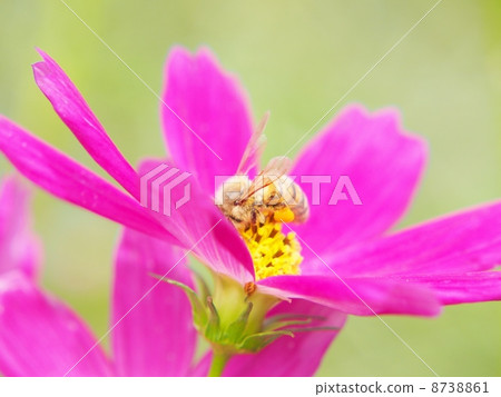 Cosmos and bees 8738861