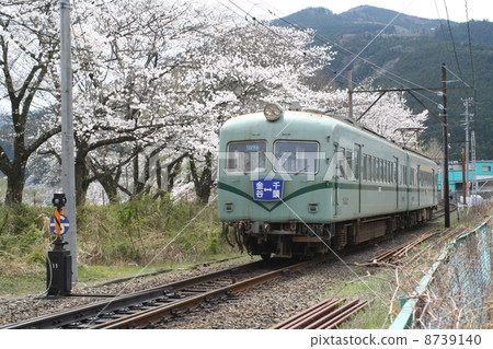 Cherry blossoms and trains Cherry blossoms and trains 8739140