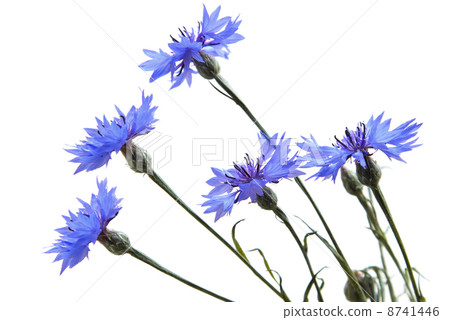 Cornflowers Cornflowers 8741446