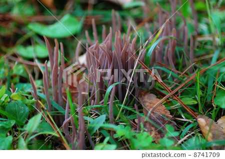 Murasaki Naginata Take Murasaki Naginata Take 8741709