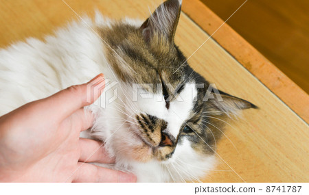Pursling cat Pursling cat 8741787