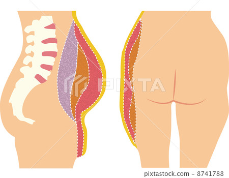 Cellulite subcutaneous fat Pregnancy fat Visceral fat Front and cross section of stomach 8741788