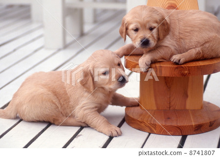 Golden retriever 8741807