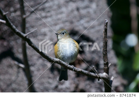 Ruri ruler birch female 8741874