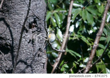 Ruri ruler birch female 8741875