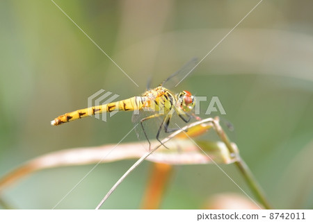 Maikoakane Maikoakane 8742011