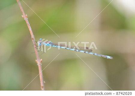 Hosomiotsunentonbo 8742020