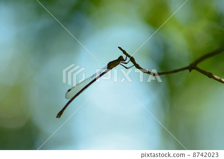 Hosomiotsunentonbo Hosomiotsunentonbo 8742023