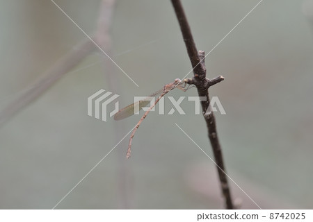 Hosomiotsunentonbo 8742025