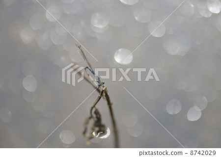 Hosomiotsunentonbo 8742029