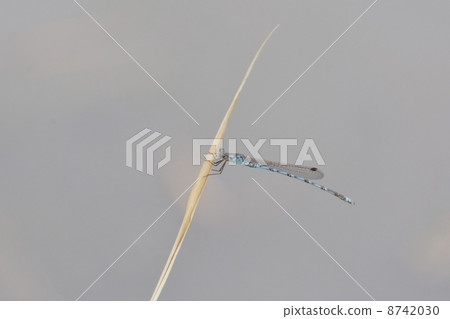 Hosomiotsunentonbo 8742030