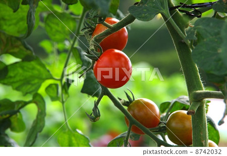 微型番茄果實迷你番茄的栽培 8742032