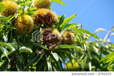 板栗果實成熟栗子 8742033