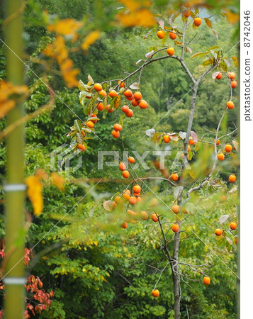 Persimmon tree 8742046