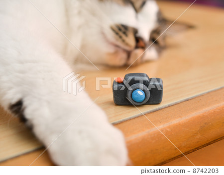 Camera and cat 8742203