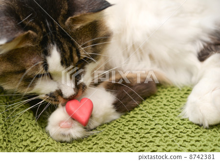 貓與心 8742381
