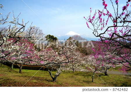 梅花和富士山 梅花和富士山 8742482