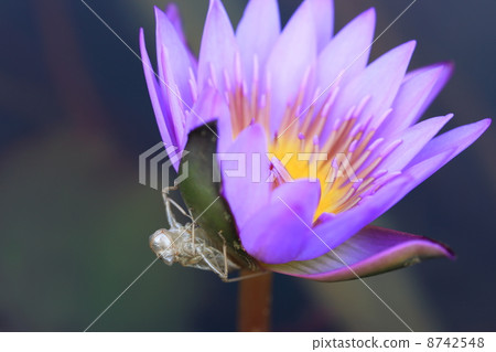Lotus and Yago 8742548