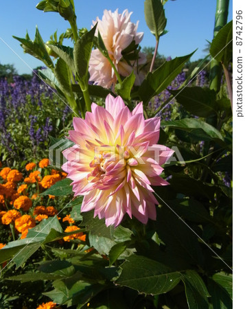 Dahlia (Dream Waltz) Dahlia (Dream Waltz) 8742796