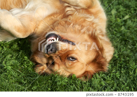 Golden Retriever lying on green grass. 8743195