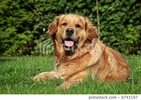 Golden Retriever lying on grass 8743197
