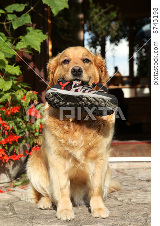 Trained Golden retriever with a boot in teeth 8743198