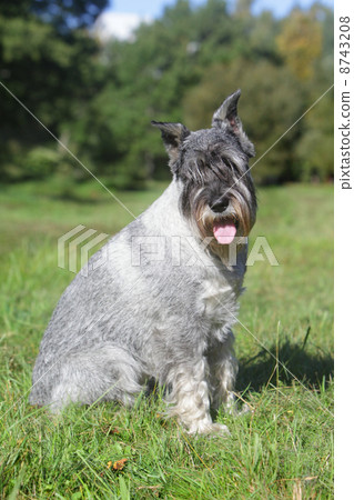 Schnauzer sits on green grass 8743208