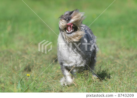Mittelschnauzer (standard) running 8743209