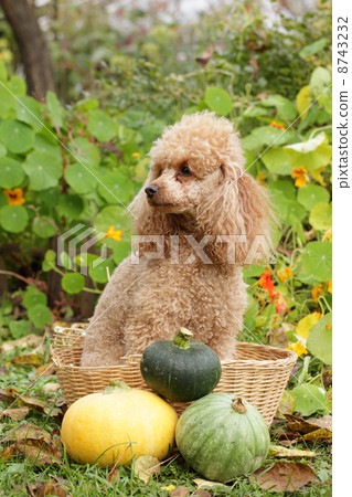 Toy Poodle sits in wicker basket with decorative pumpkins Toy Poodle sits in wicker basket with decorative pumpkins 8743232