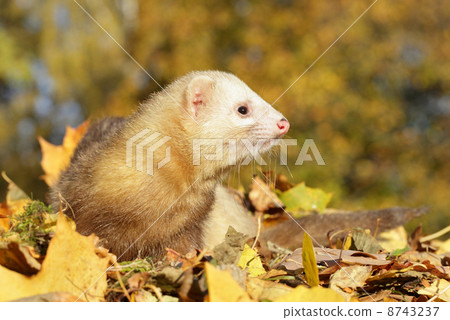 Ferret play with yellow autumn leaves Ferret play with yellow autumn leaves 8743237