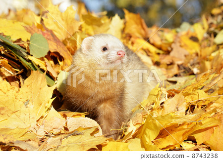 Ferret in yellow autumn leaves Ferret in yellow autumn leaves 8743238