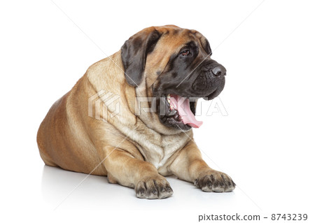 English Mastiff yawns 8743239