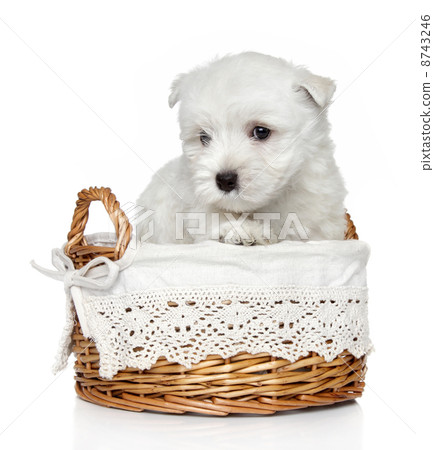 West Highland White Terrier puppy (1 month) 8743246