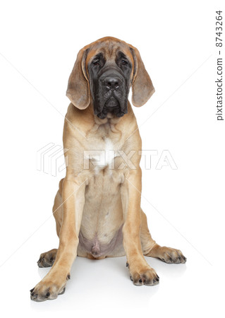 English mastiff puppy on white background English mastiff puppy on white background 8743264