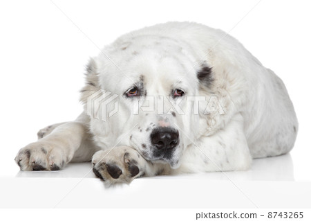 Central Asian Shepherd Dog Central Asian Shepherd Dog 8743265