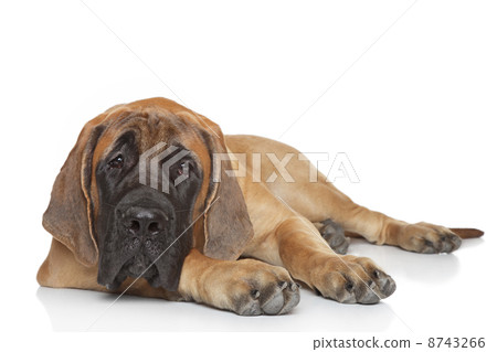 English mastiff pup (5 month) lying on a white background 8743266